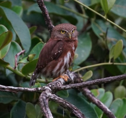 Central American Pygmy Owl, Costa Rica 2024