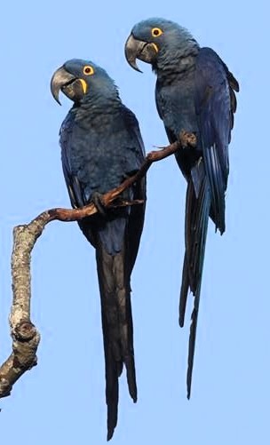 Hyacinth Macaws in Brazil's Pantanal by Gina Nichol.