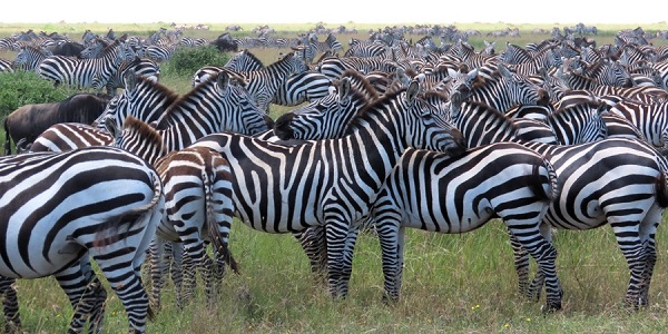 Zebras by Gina Nichol