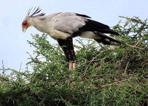 Secretary Bird by Gina Nichol