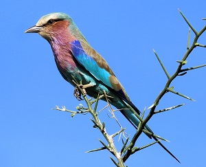 Lilac-breasted Roller by Gina Nichol.