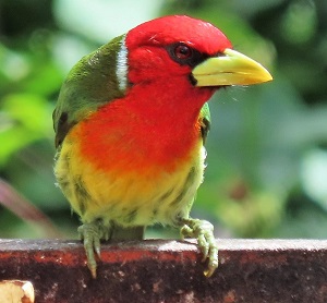 Red-headed Barbet, Costa Rica by Gina Nichol. 