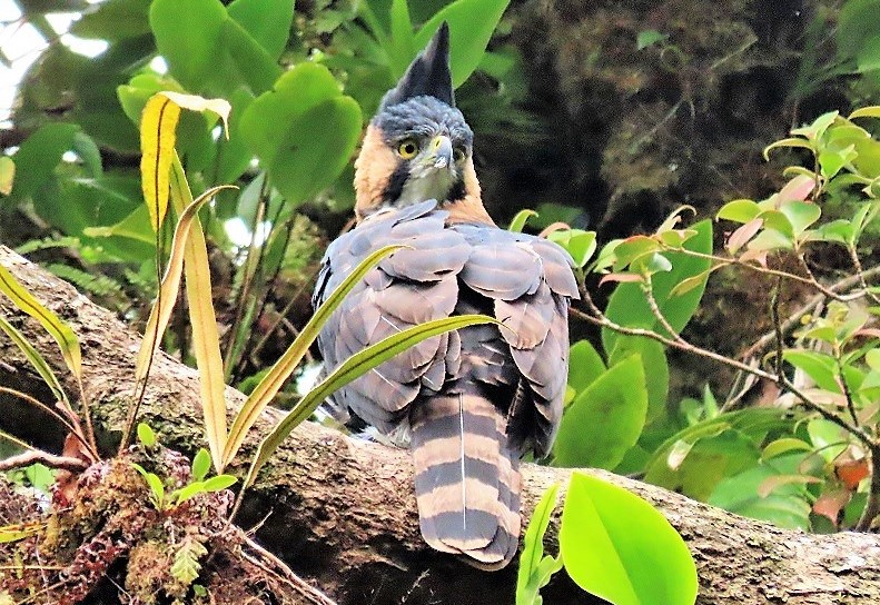 Ornate Hawk Eagle, Costa Rica