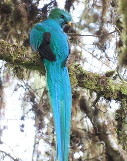 Resplendent Quetzal. Costa Rica by Gina Nichol.