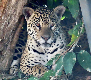 Jaguar, Pantanal, Brazil by Elena Coffey. 