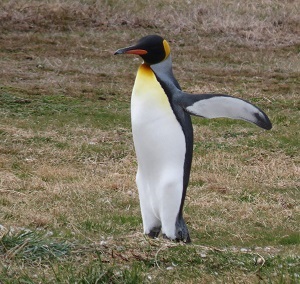 King Penguin, Chile by Gina Nichol. 