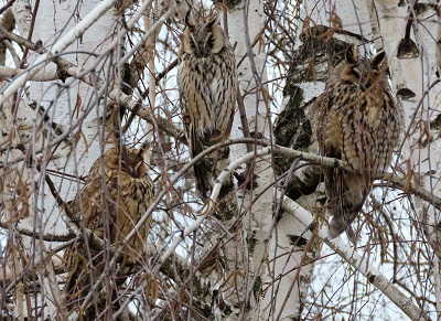 Serbia's Long-eared Owls by Gina Nichol. 