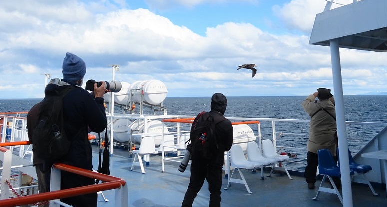 Fun with Giant Petrels in Chile by Gina Nichol.