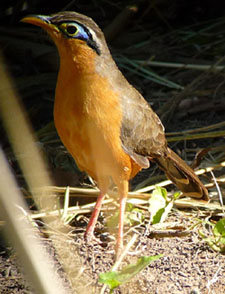 Lesser Ground Cuckoo. Photo by Gina Nichol.