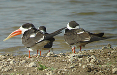 Indian Skimmers by Steve Bird