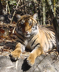 Indian Tiger Cub.  Photo by Gina Nichol.