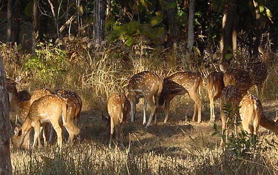 Spotted_Deer