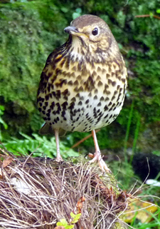 Song Thrush. Photo by Gina Nichol. 