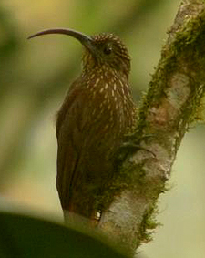 Brown-billed Scythebill. Photo by Carlos Bethancourt.