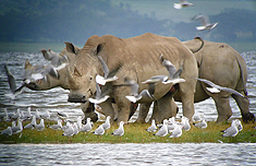 White Rhino, Kenya by Gina Nichol