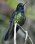 Dusky Starfrontlet, Colombia by Gina Nichol