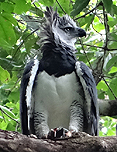 Harpy Eagle, Guyana by Gina Nichol