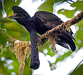 Long-wattled Umbrellabird, Ecuador by Murray Cooper