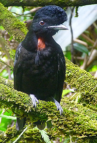 Bare-necked Umbrellabird.  Costa Rica 2013.  Photo by Gina Nichol