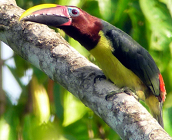 Green Aracari, Guyana. Photo by Gina Nichol.