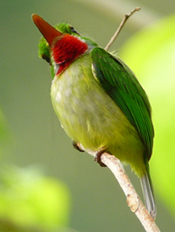 Jamaican Tody. Photo by Steve Bird.