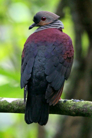 Crested Quail Dove, Jamaica 2016. Photo by Frank Mantlik.
