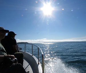 New Zealand pelagic. 2019. Photo by Gina Nichol.