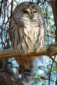 Barred Owl.