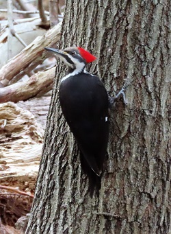 Pileated Woodpecker by Gina Nichol.