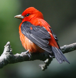 Scarlet Tanager
