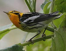 Blackburnian Warbler