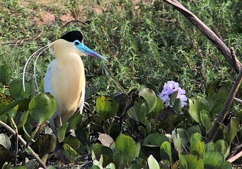 Capped Heron, Pantanal, Brazil by Gina Nichol