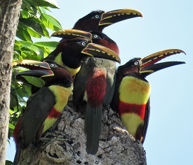 Chestnut-eared Aracaris, Brazil. Photo by Gina Nichol. 