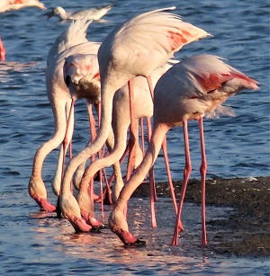 Greater Flamingos, Lesvos, Greece 2021. Photo by Gina Nichol.