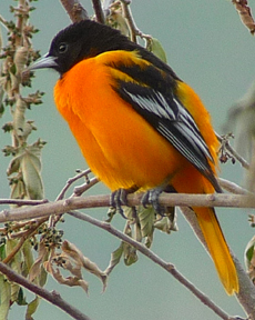 baltimore Oriole