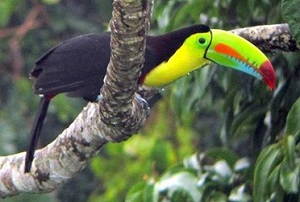 Keel-billed Toucan, Costa Rica