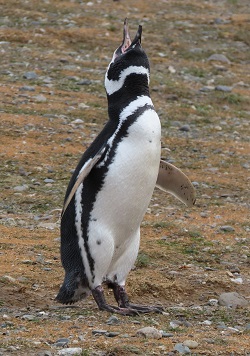 Magellanic Penguin by Gina Nichol.