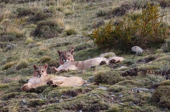 Pumas, Chile, October 2022 by Gina Nichol