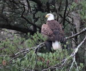 Bald Eagle by Gina Nichol.