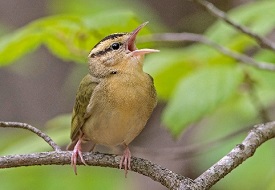 Worm-eating Warbler by Mark Szantyr. 