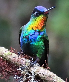 Fiery-throated Hummingbird by Gina Nichol.