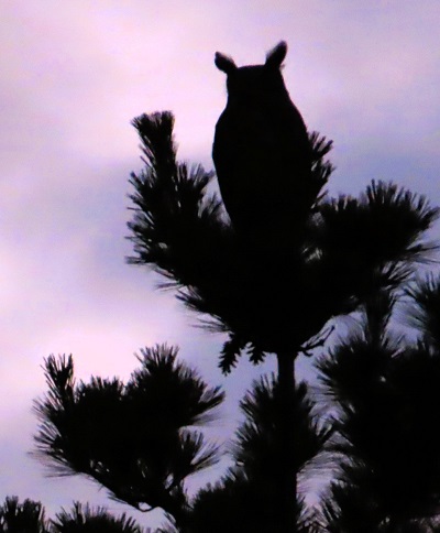 Great Horned Owl, Ct by Gina Nichol.