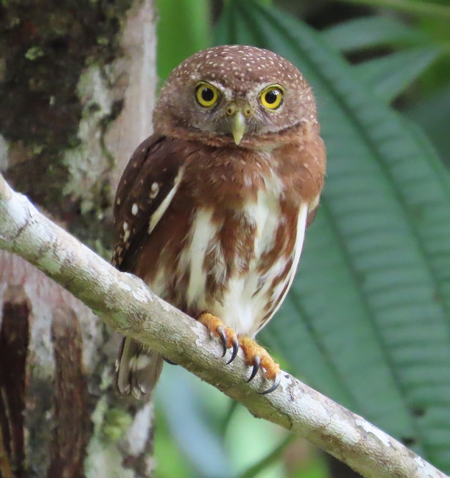 Costa Rican Pygmy Owl by Gina Nichol.