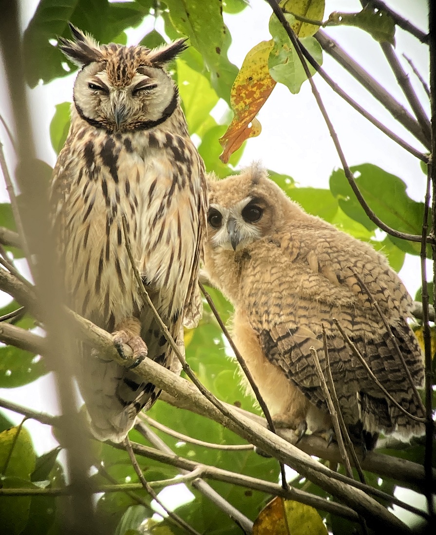 Striped Owls by Gina Nichol.