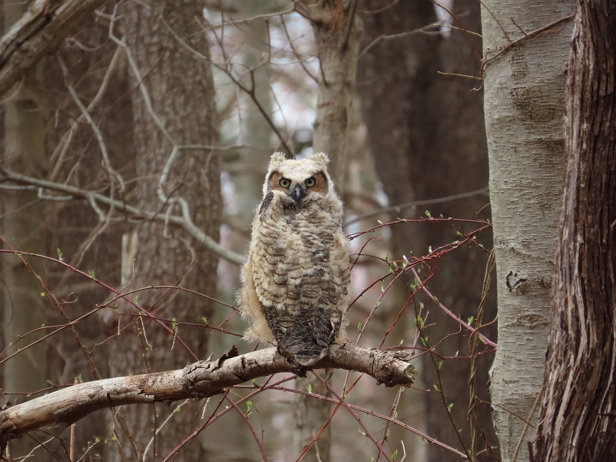 Great Horned Owl chick