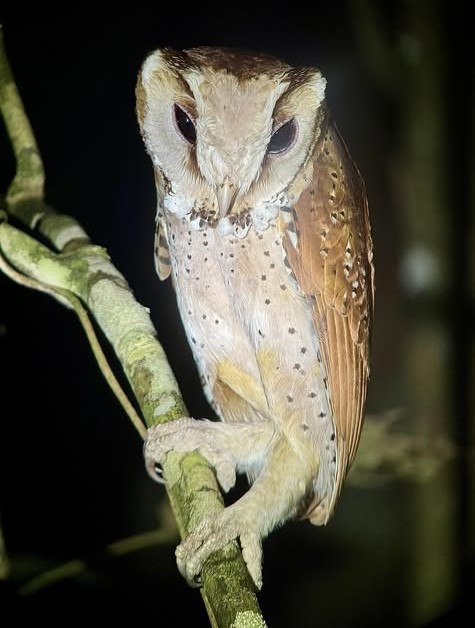 Oriental Bay-Owl by Tom Bird. 