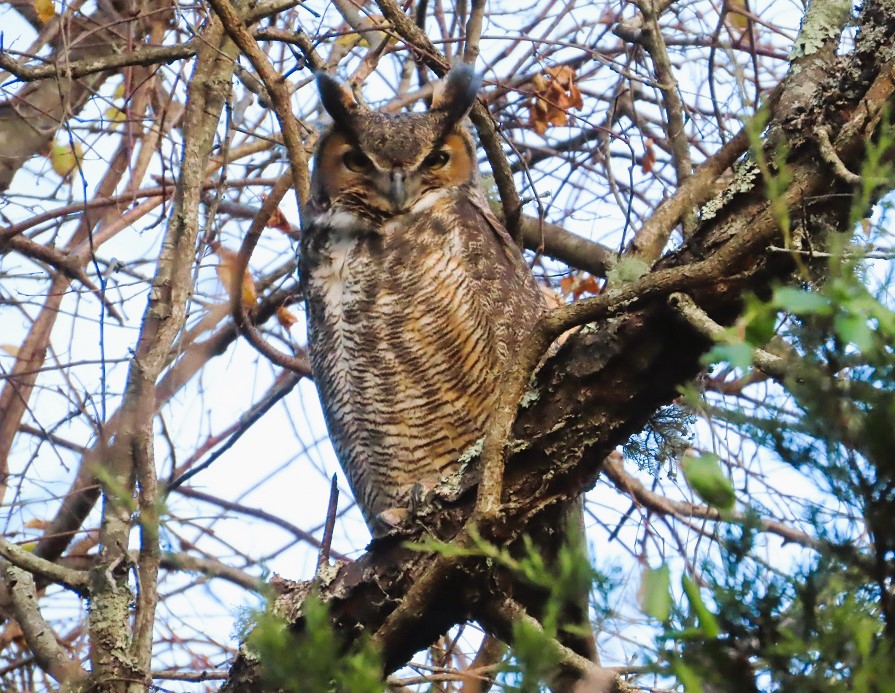 Great Horned Owl by Gina Nichol.