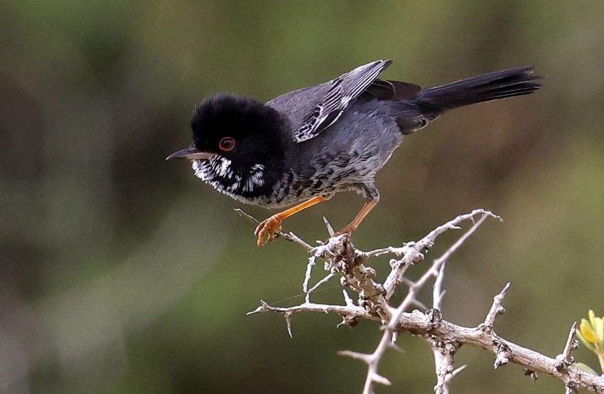 Cyprus Warbler by Asalafa Deri