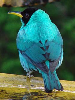 Green Honeycreeper.