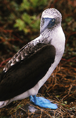 Blue-footed Booby photo by Gina Nichol